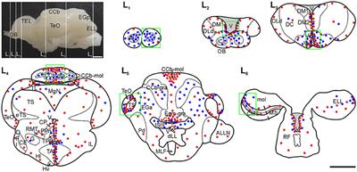 Cell Proliferation, Migration, and Neurogenesis in the Adult Brain of the Pulse Type Weakly Electric Fish, Gymnotus omarorum